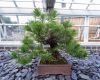130729Kew03835