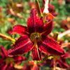 130729Kew03865