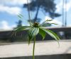 130729Kew03877