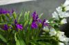 130729Kew03878