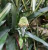 130729Kew03924