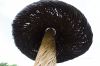 130729Kew03929