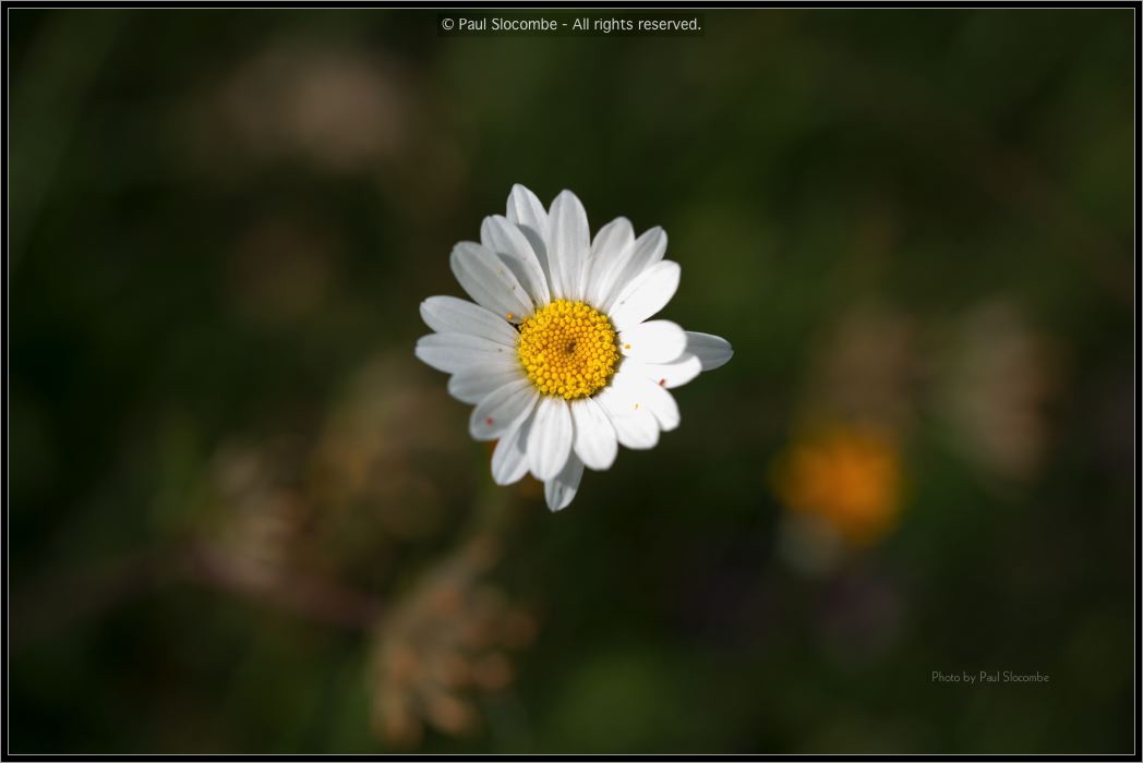 130721Fouly02935