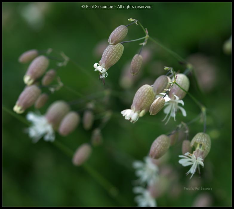 130721Fouly02940
