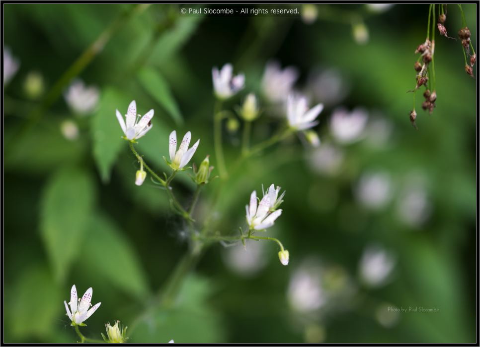 130721Fouly02963