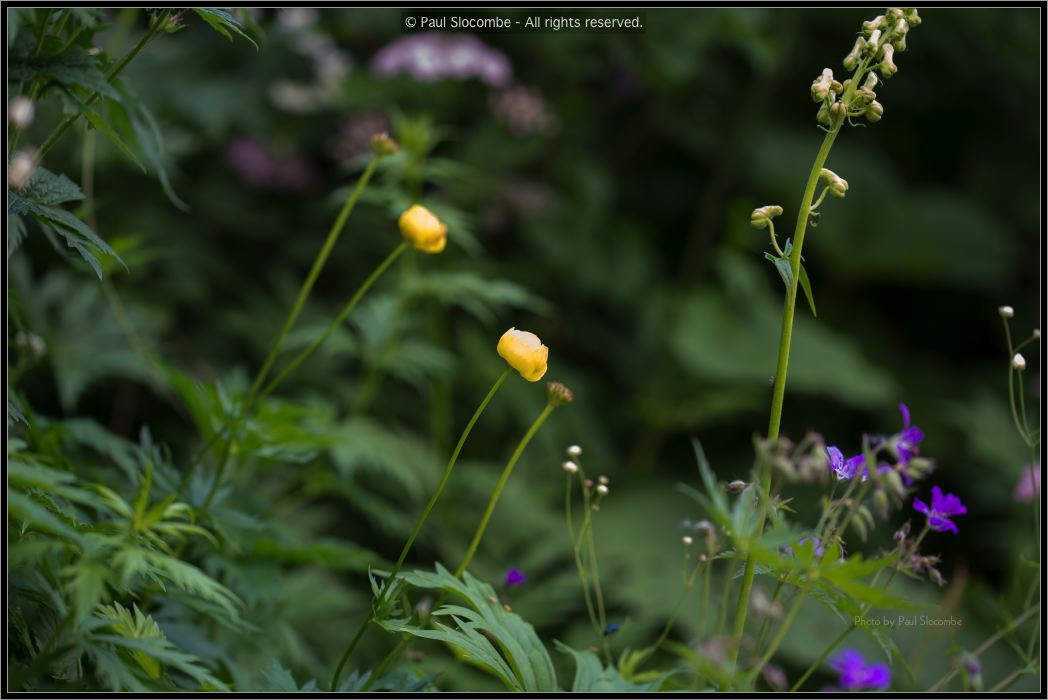130721Fouly02964