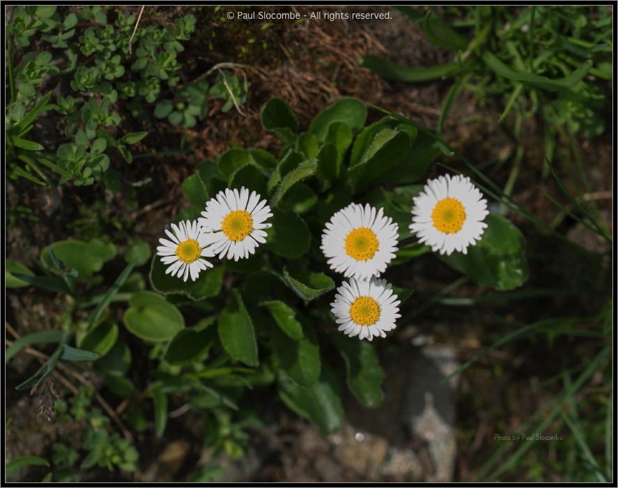 130721Fouly02910