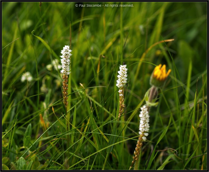 130721Fouly02914