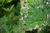 130721Fouly02960