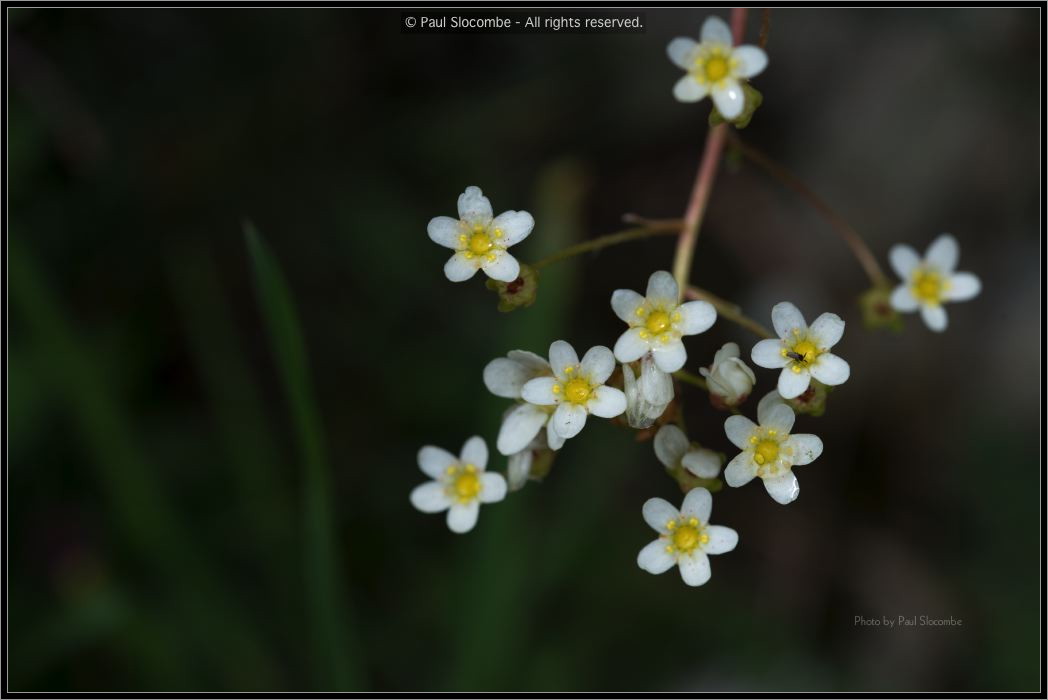 130718Chapieux02530