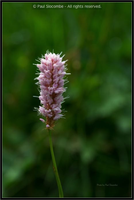 130718Chapieux02535