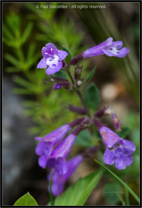 130718Chapieux02543