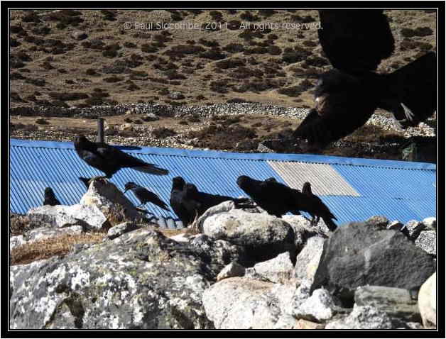 101205dingboche0429