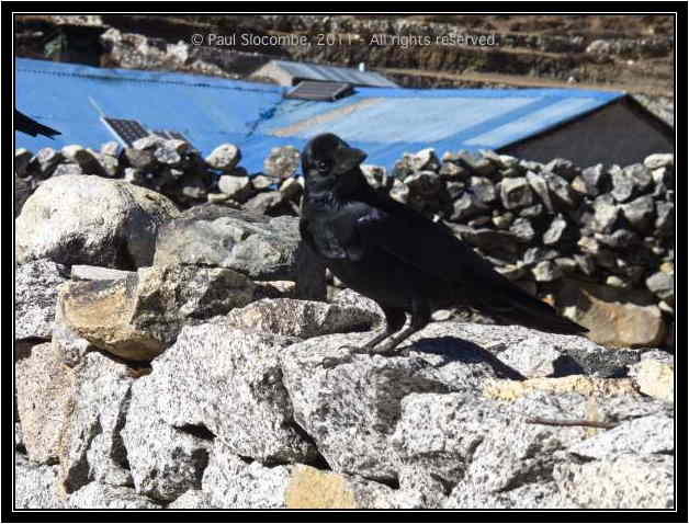 101205dingboche0432