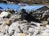 101205dingboche0432