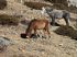 101205dingboche0441