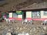 101205dingboche0389
