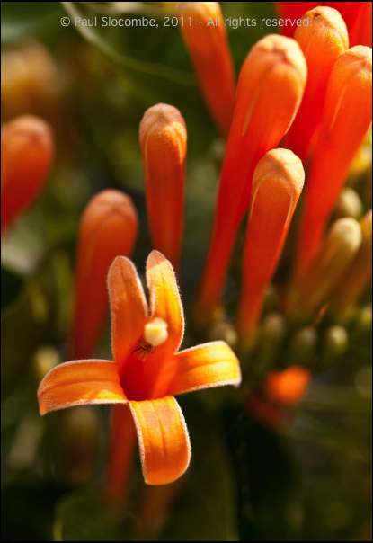 101215gardendreams05736