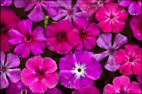 101215gardendreams05741