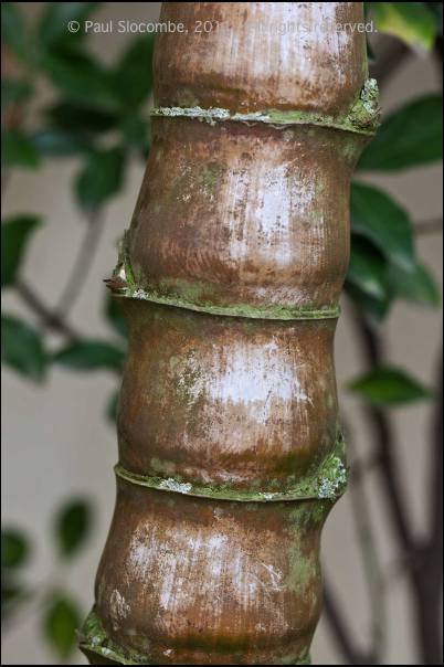 101215gardendreams05777