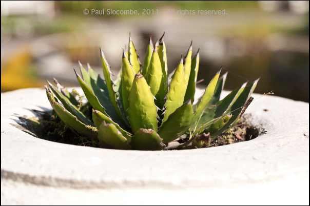 101215gardendreams05779