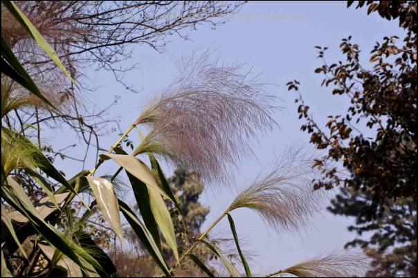 101215gardendreams05716