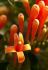 101215gardendreams05736