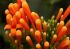 101215gardendreams05738