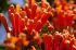 101215gardendreams05780