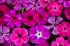 101215gardendreams05741