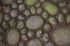 101215gardendreams05753