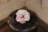 101215gardendreams05764