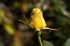 101215gardendreams05706