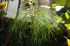 101215gardendreams05785