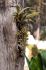 101215gardendreams05708