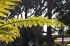 101215gardendreams05711