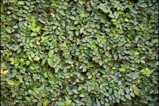 101215gardendreams05750