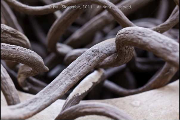 101215gardendreams05771