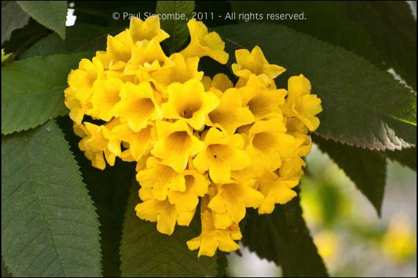 101215gardendreams05778