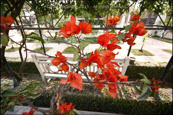 101215gardendreams05806