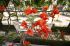 101215gardendreams05806