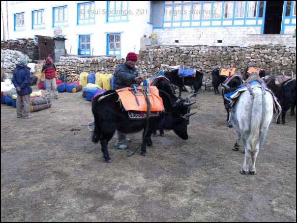 101203namche0254