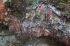 101211namche05466