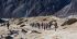 101210tengboche05223