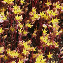 Pygmy Sedum