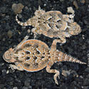 Horned Lizard