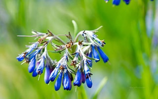 Alpine flower photo