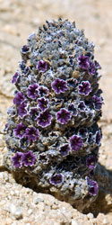 Pholisma arenarium in Mojave Desert