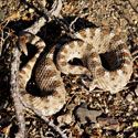 Sidewinder in Mojave Desert