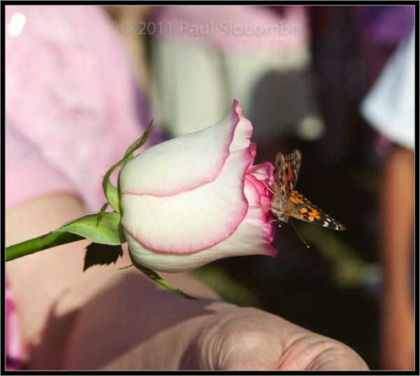 081025raceforcure53061